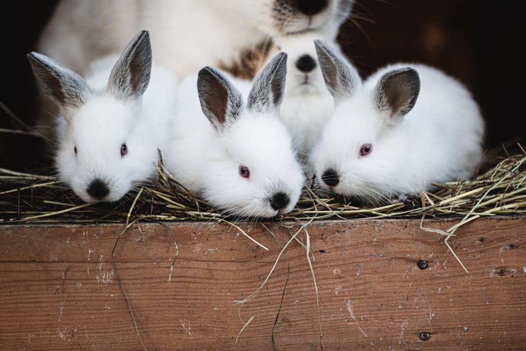 A group of white rabbits sitting in hay