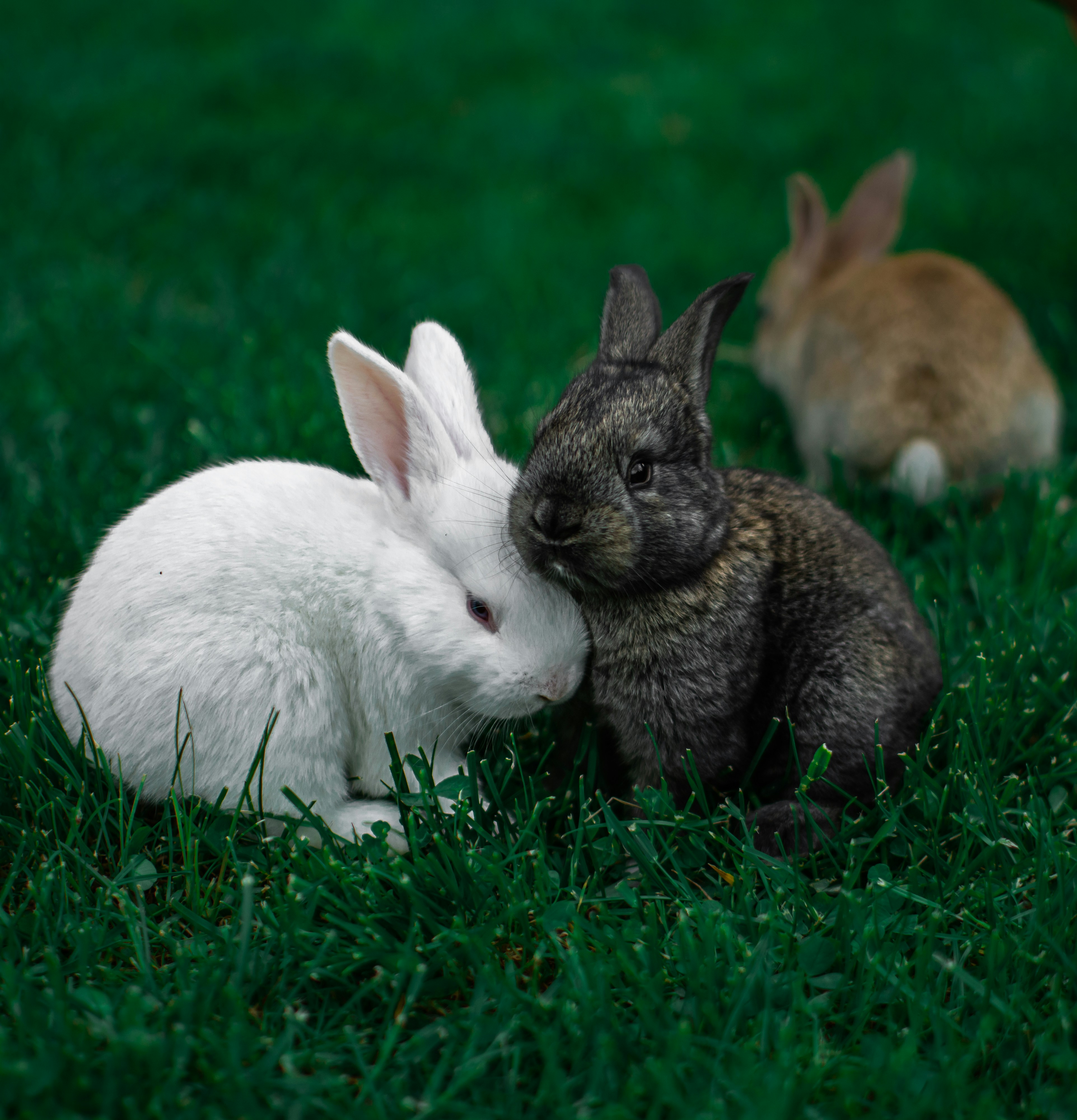 breeding rabbits