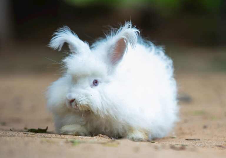 angora grooming