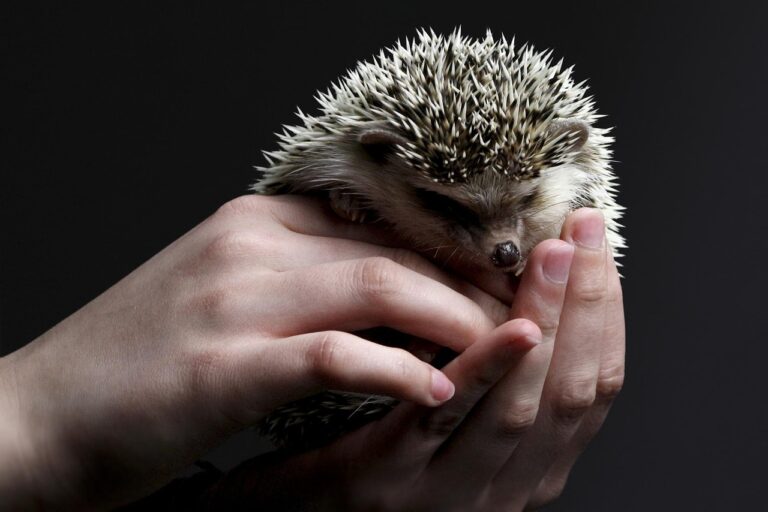 holding hedgehog