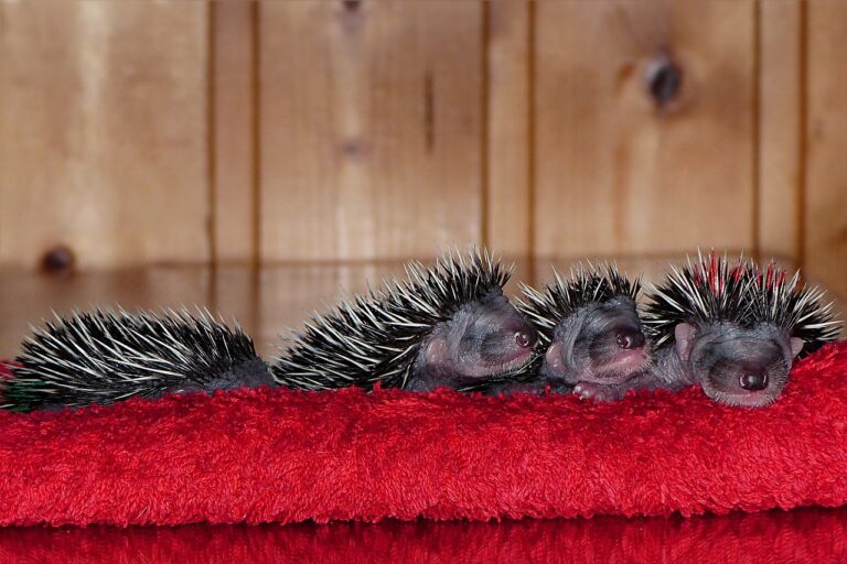 Litter Size: African Pygmy Hedgehog