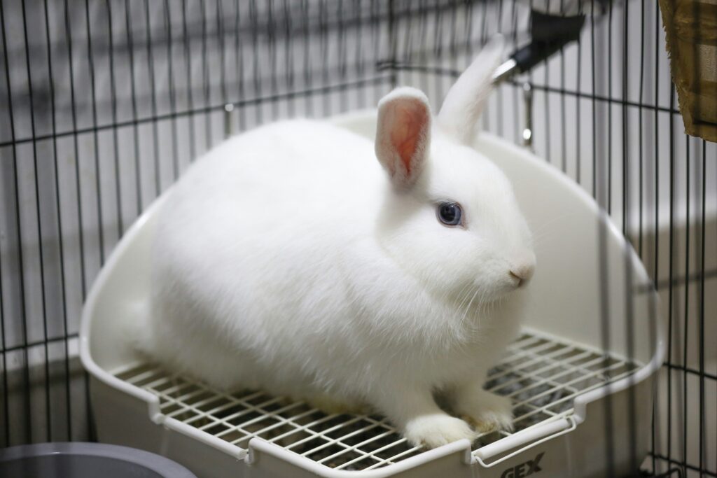 litter box training rabbit