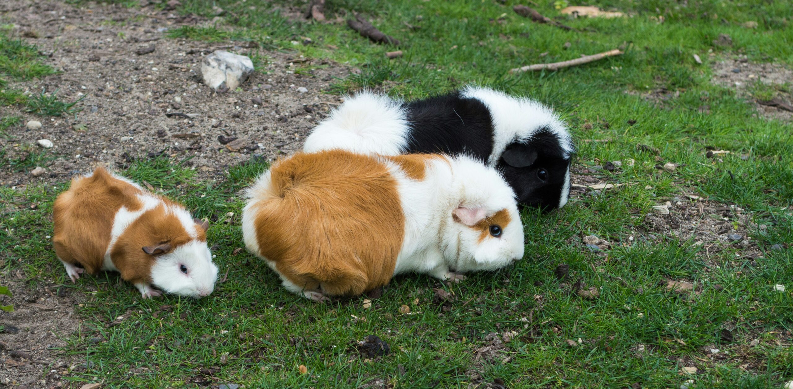Does my Guinea Pig need a friend?
