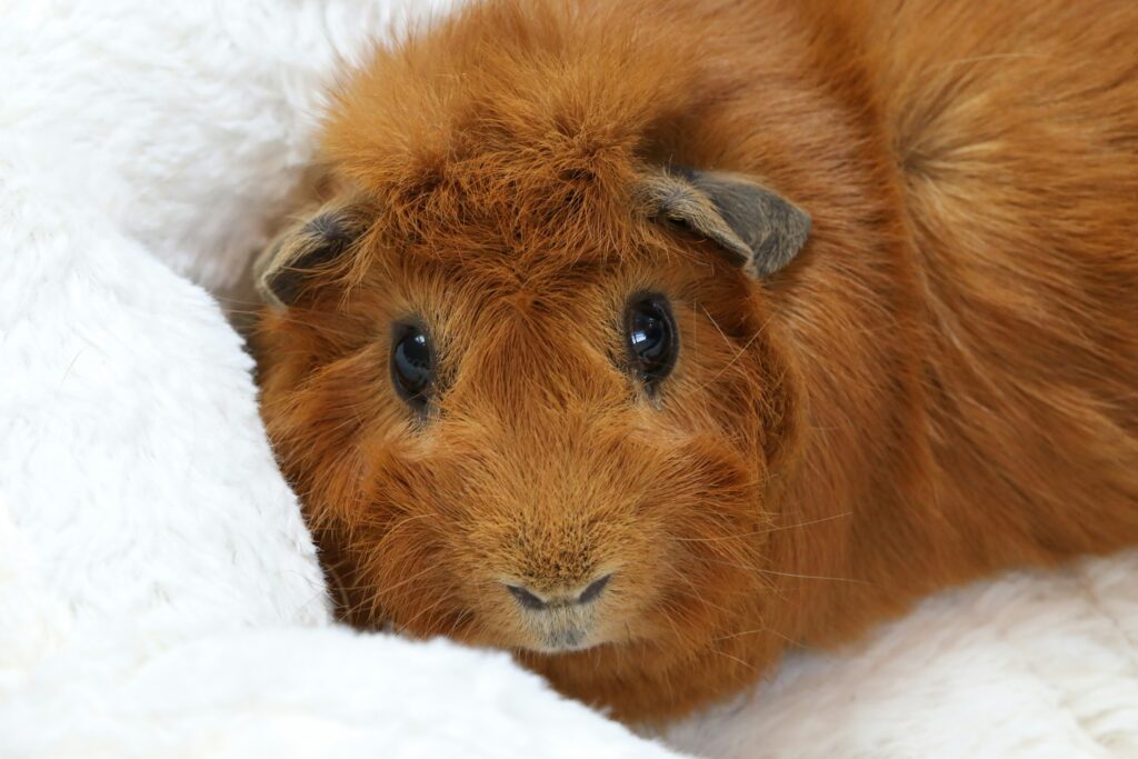 how to trim guinea pig nails