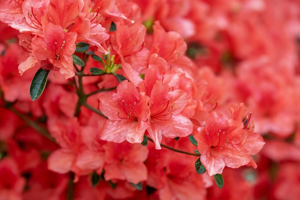 poisonous flowers rabbit