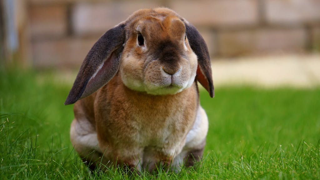 Beige Rabbit Resting on Green Grasses during Daytime