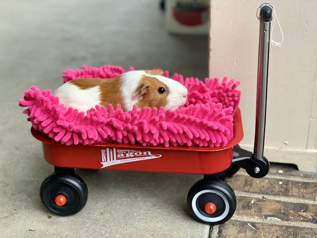 Brown and White Guinea Pig