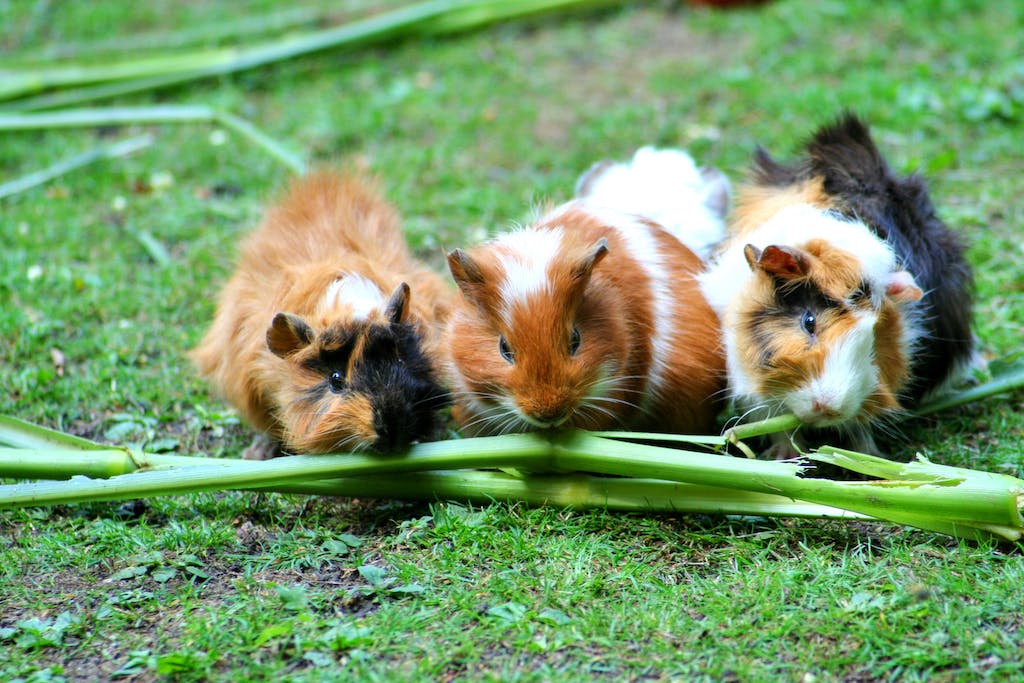 Brown White Hamster