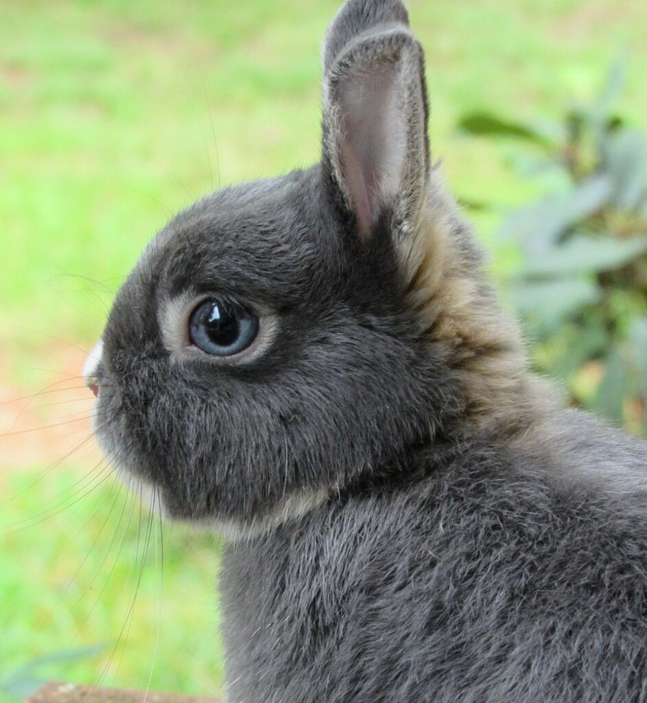 netherland dwarf