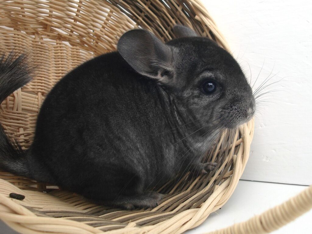 exercise wheel chinchilla