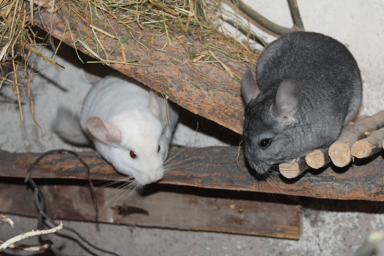 breeding chinchillas