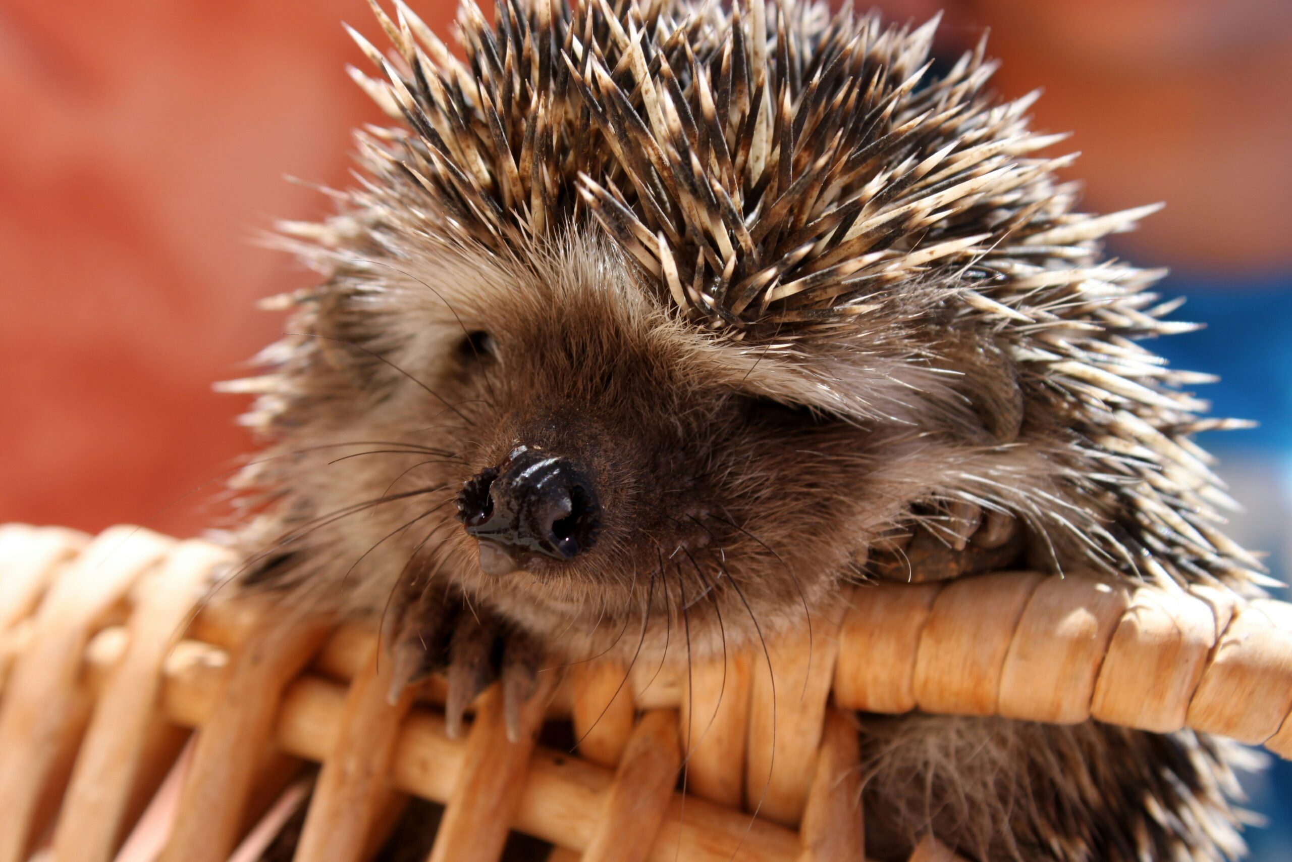 Breeding Your Hedgehogs: What to Know