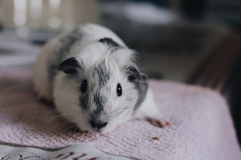 Close-up of a Guinea Pig