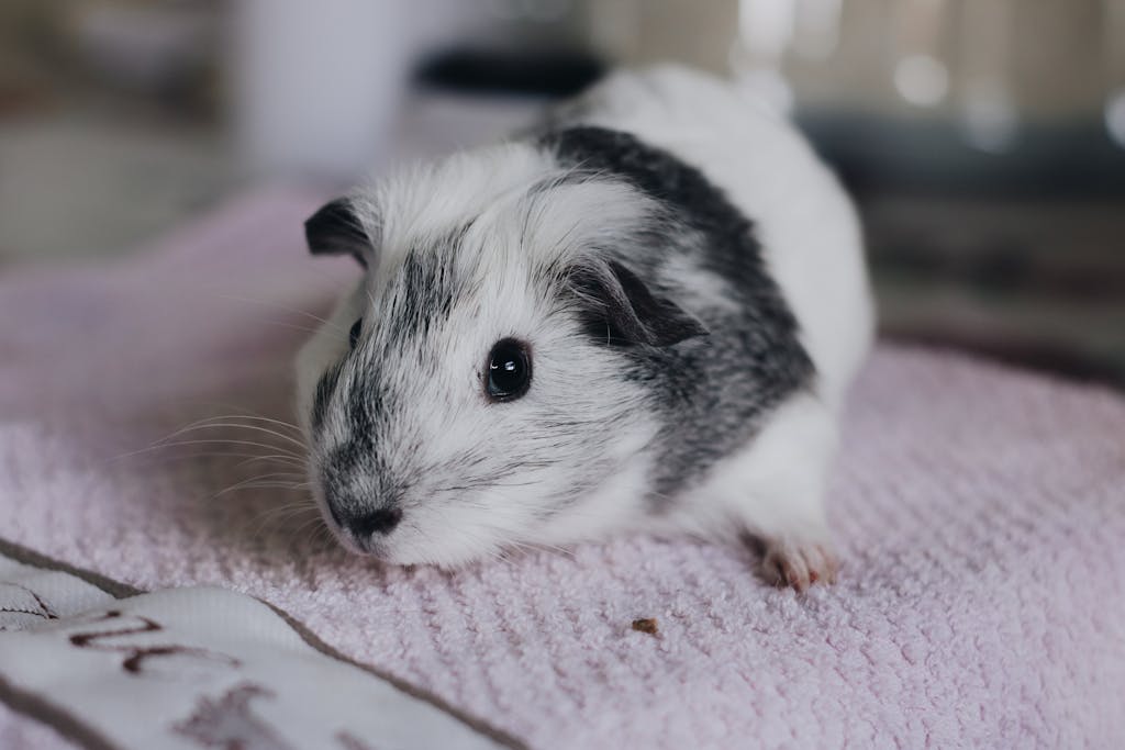 Close up of a Guinea Pig on a Blanket