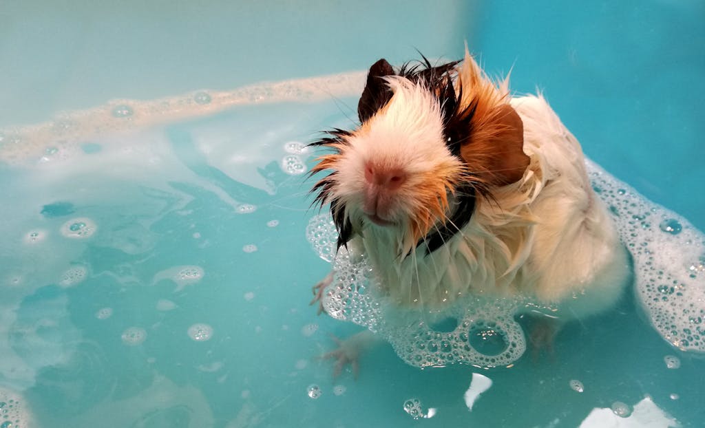 Close-Up Shot of a Guinea Pig Having a Bath