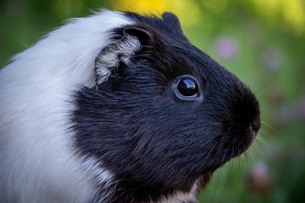 Closeup of a Guinea Pig