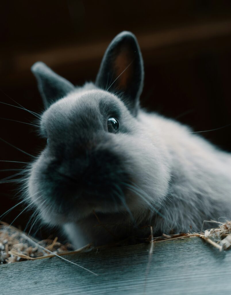 rabbit nest box