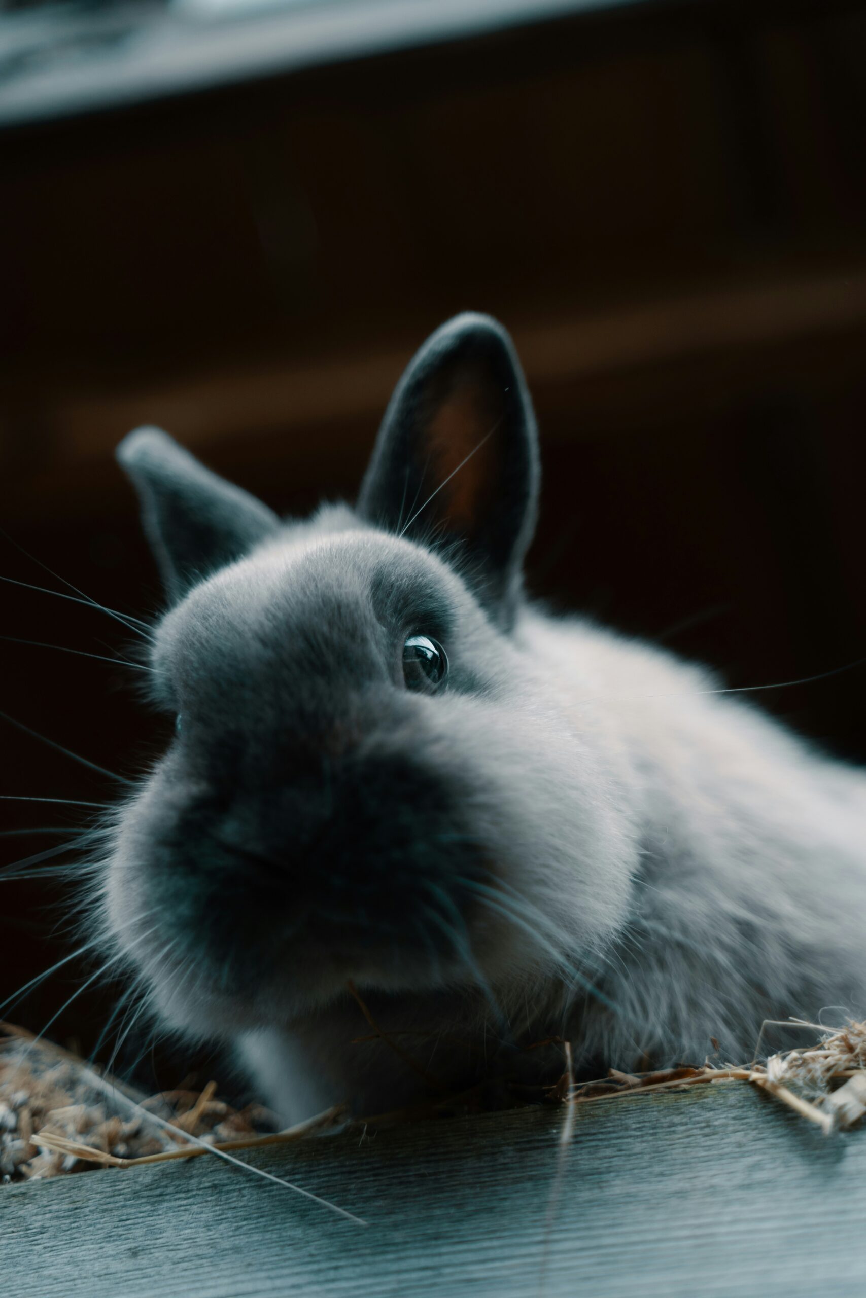 rabbit nest box