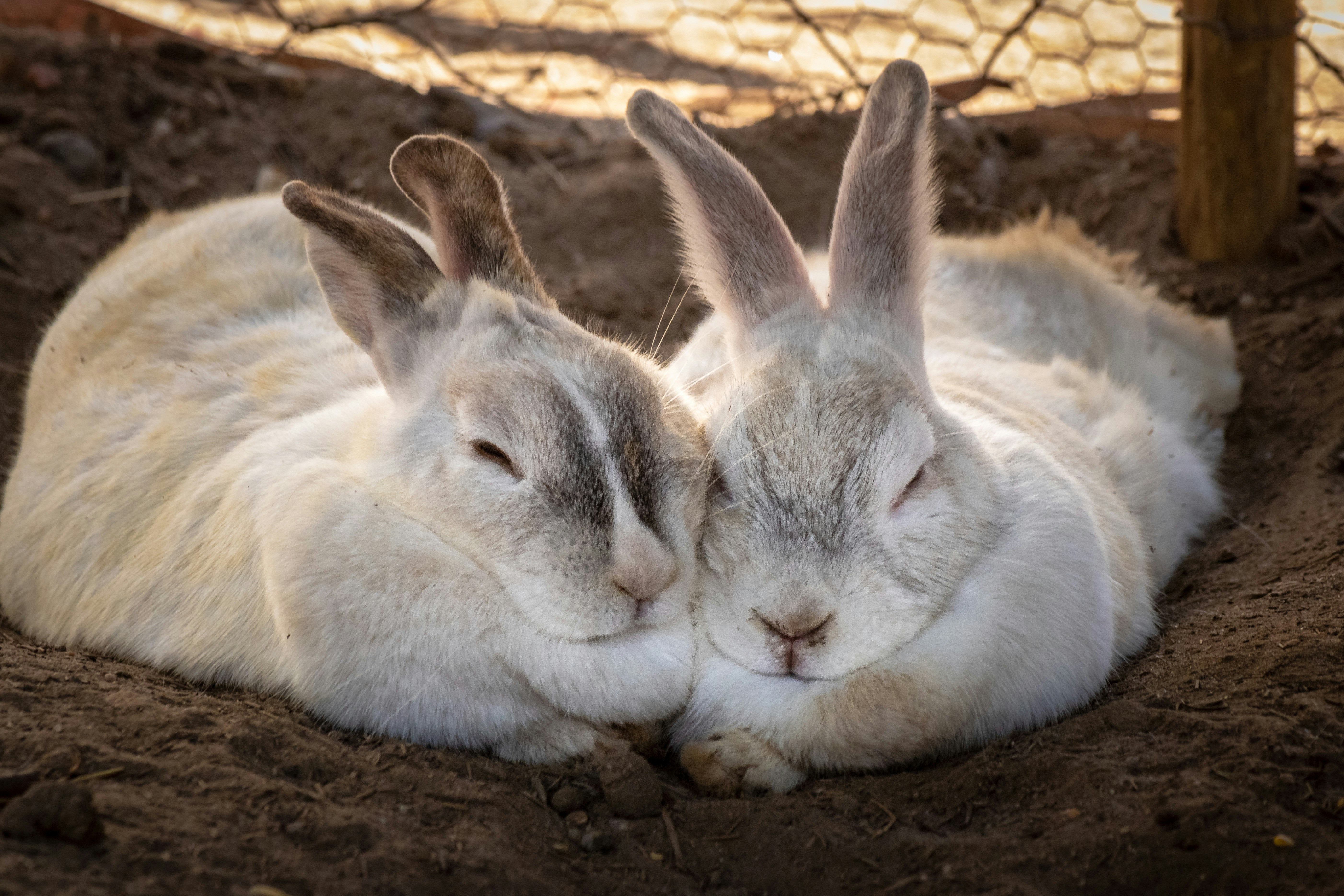 how to trim rabbit nails