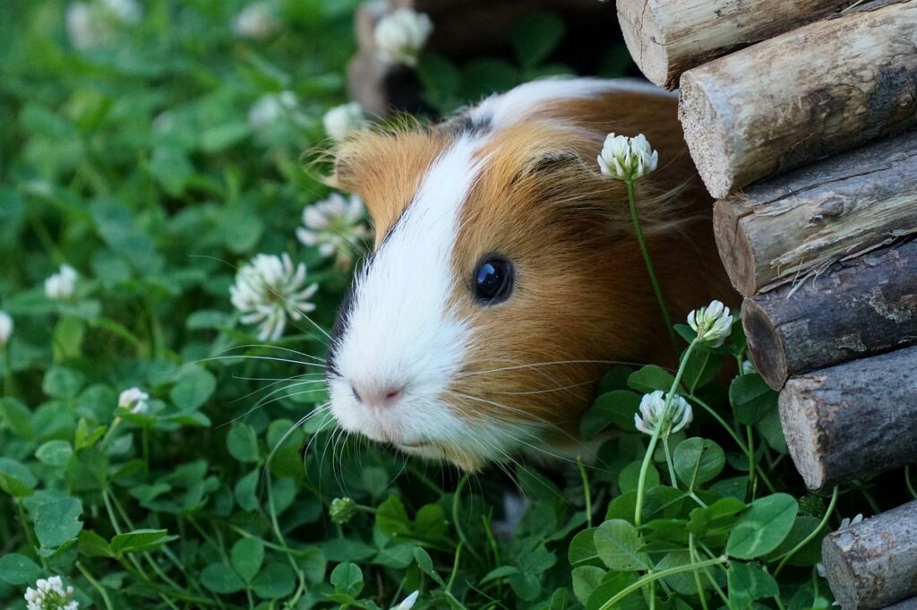 how to trim a guinea pigs nails