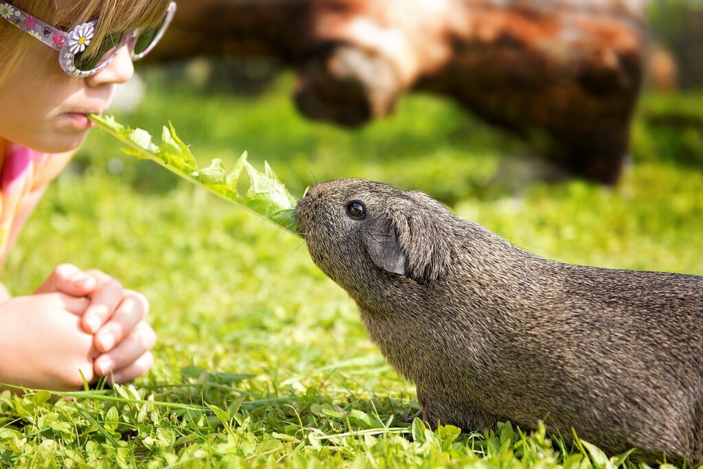 how to trim your guinea pigs nails