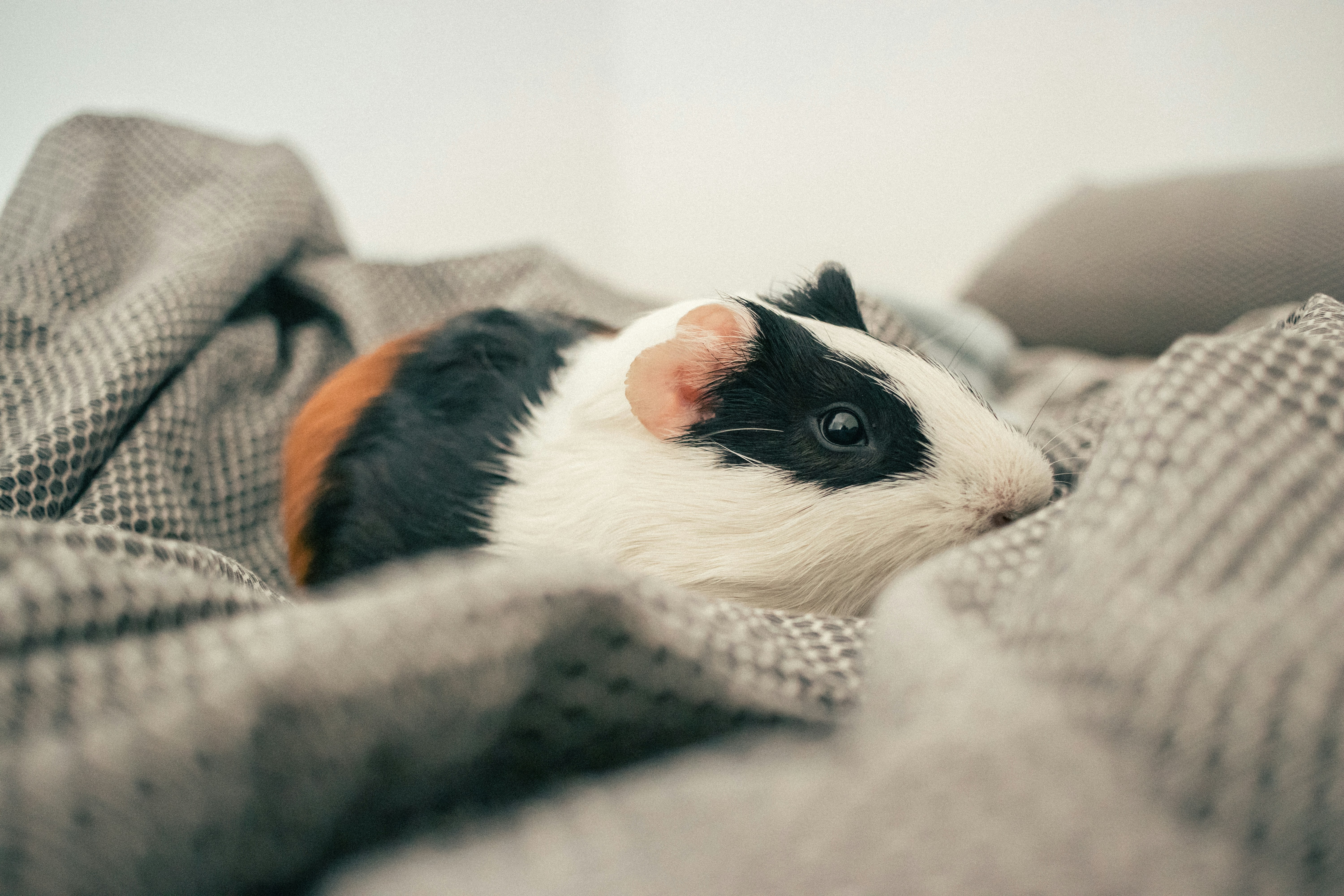 how to bathe guinea pigs