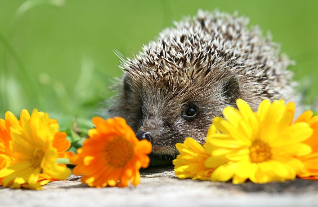 breeding hedgehogs