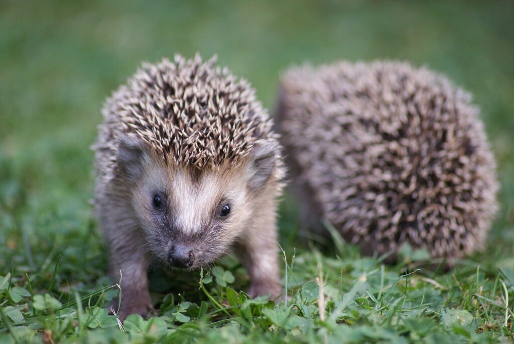 breeding hedgehogs