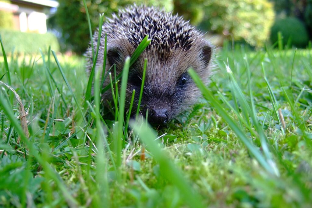 hedgehog nail trimming