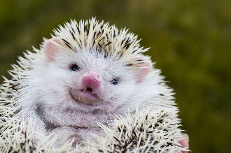 African pigmy hedgehog