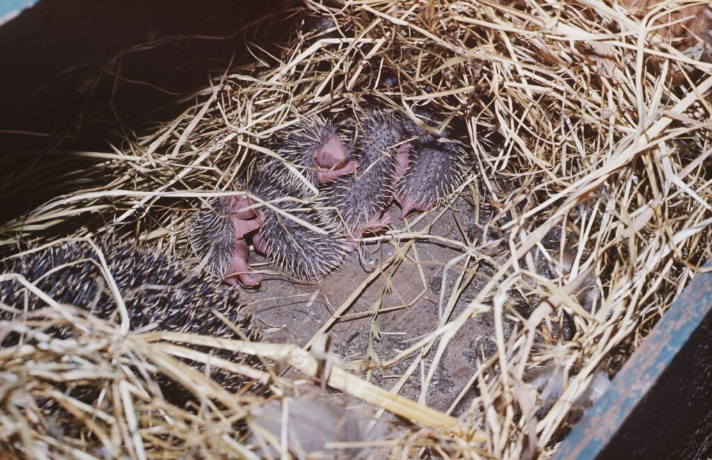 hedgehog litter size