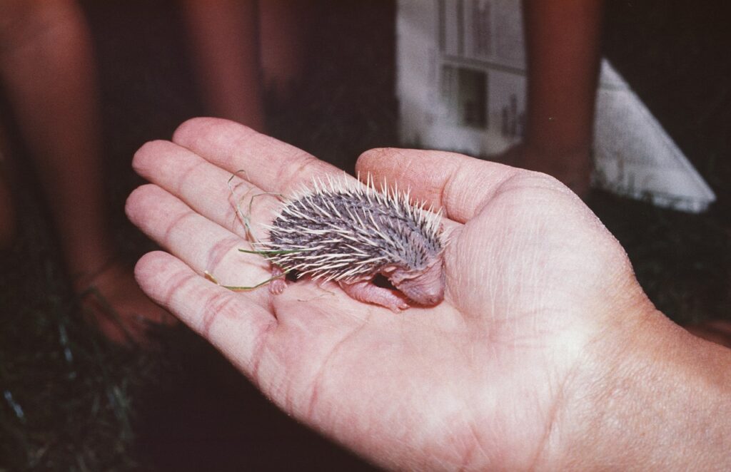 hedgehog litter size