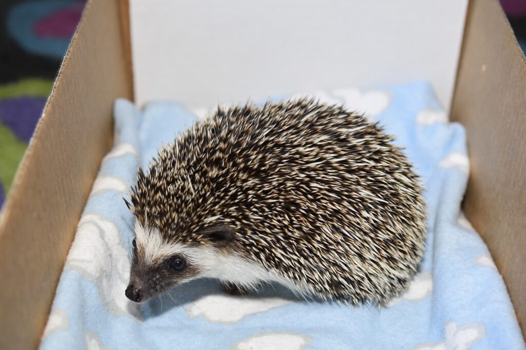 how to trim your hedgehogs nails