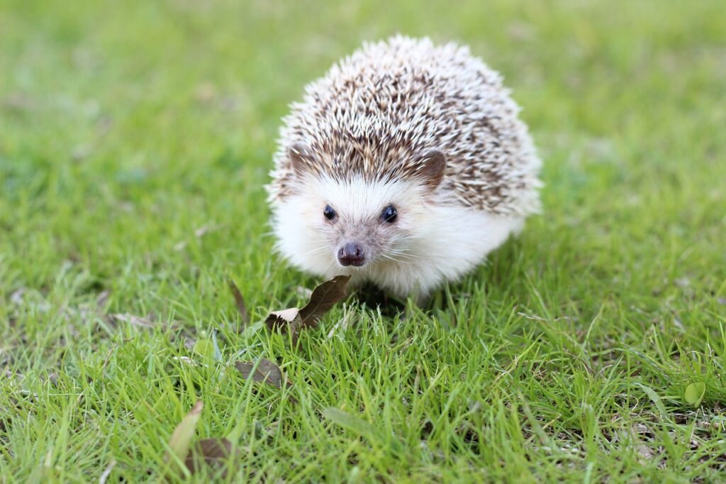 breeding hedgehogs