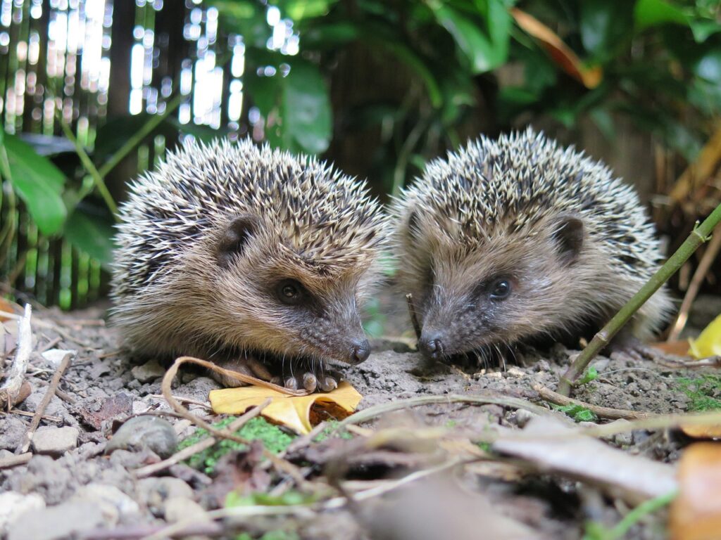 breeding hedgehogs