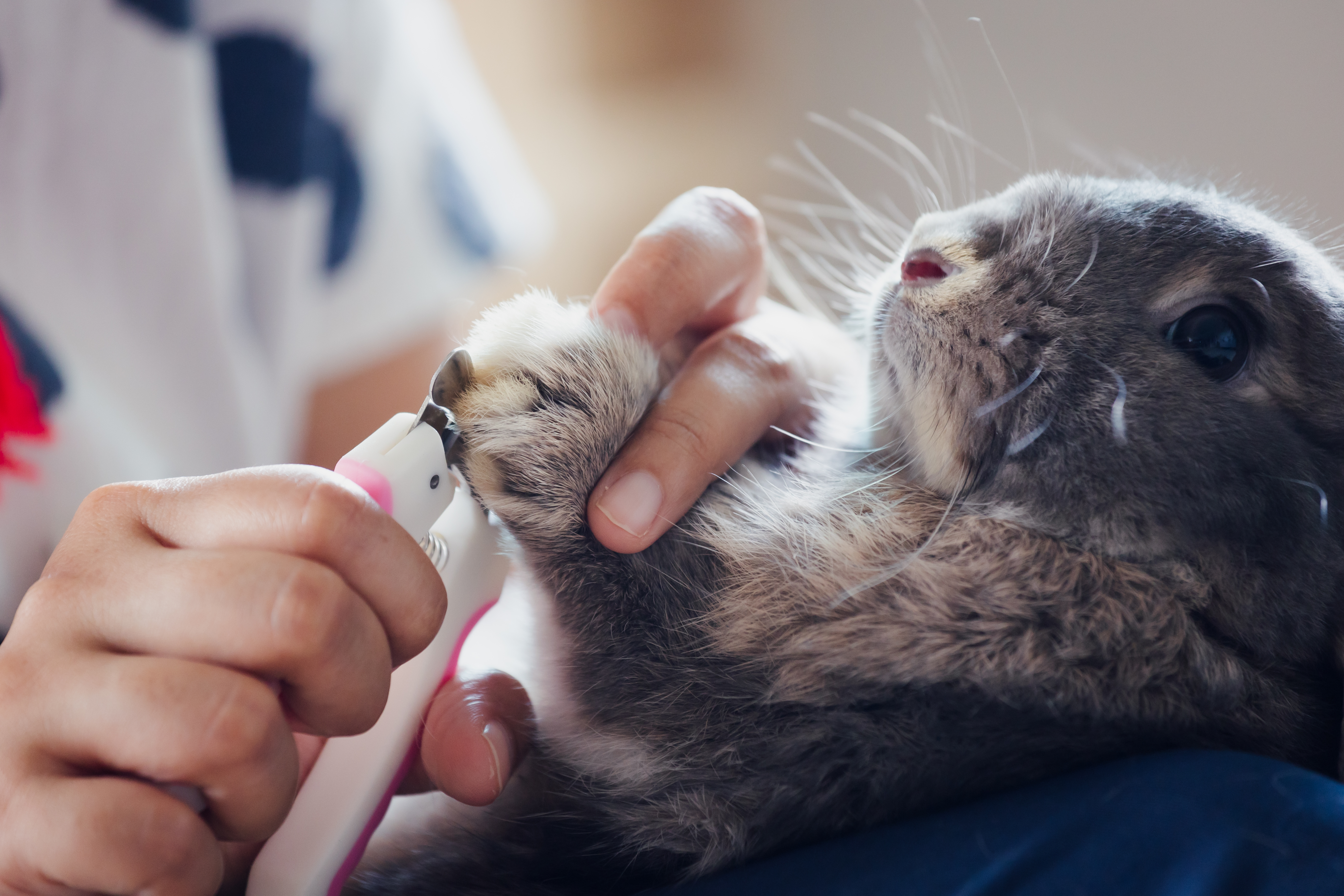 how to trim rabbit nails