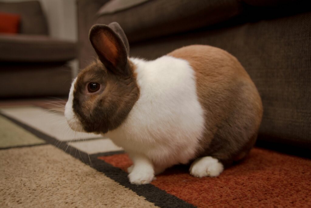 Dutch rabbit