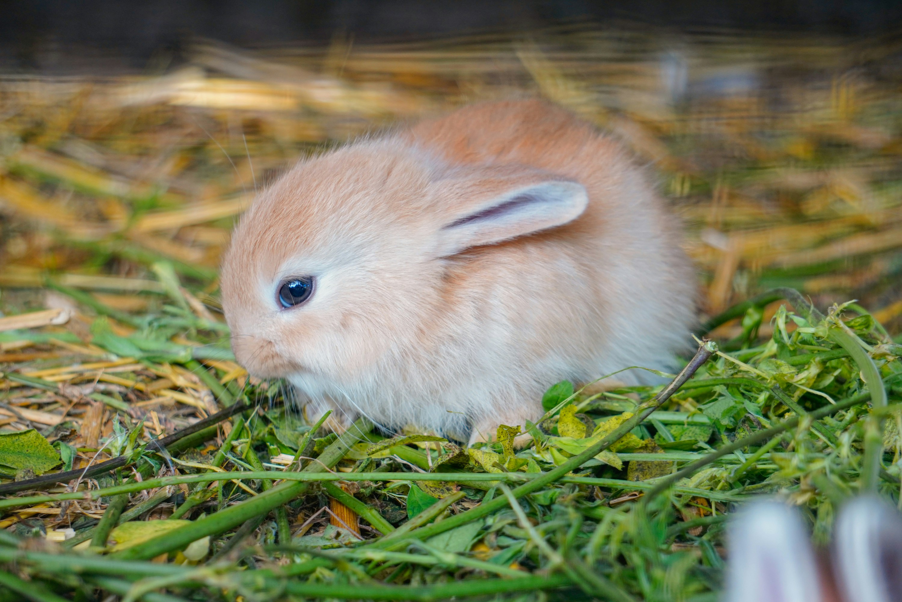 rabbit breeding