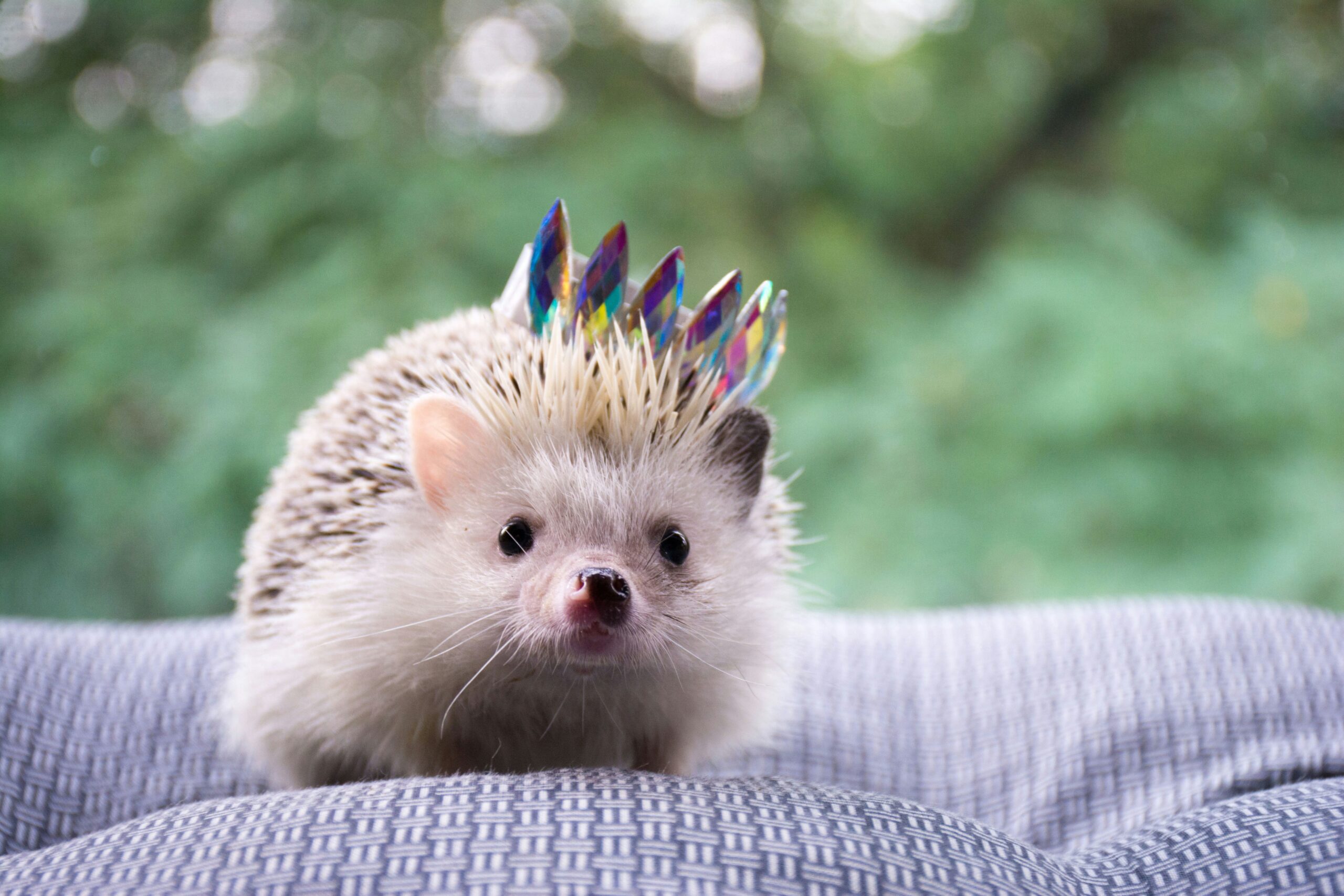 do hedgehogs make good pets