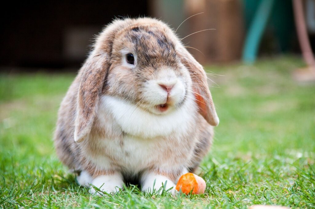 can my rabbit eat carrots