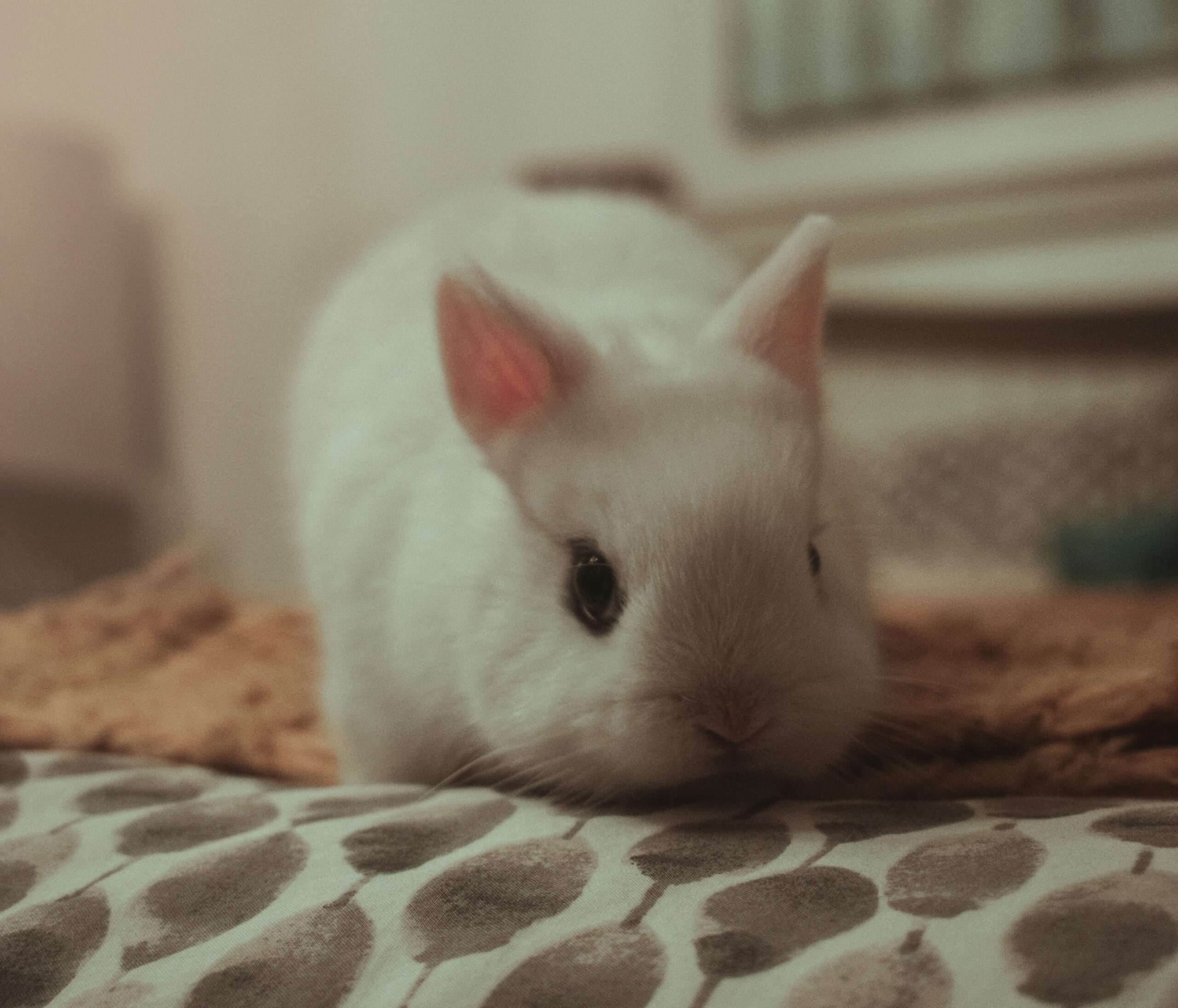 dwarf hotot rabbit