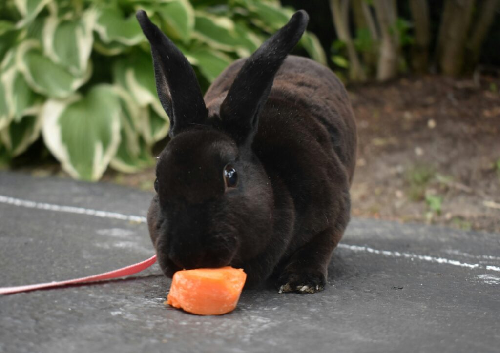 mini rex