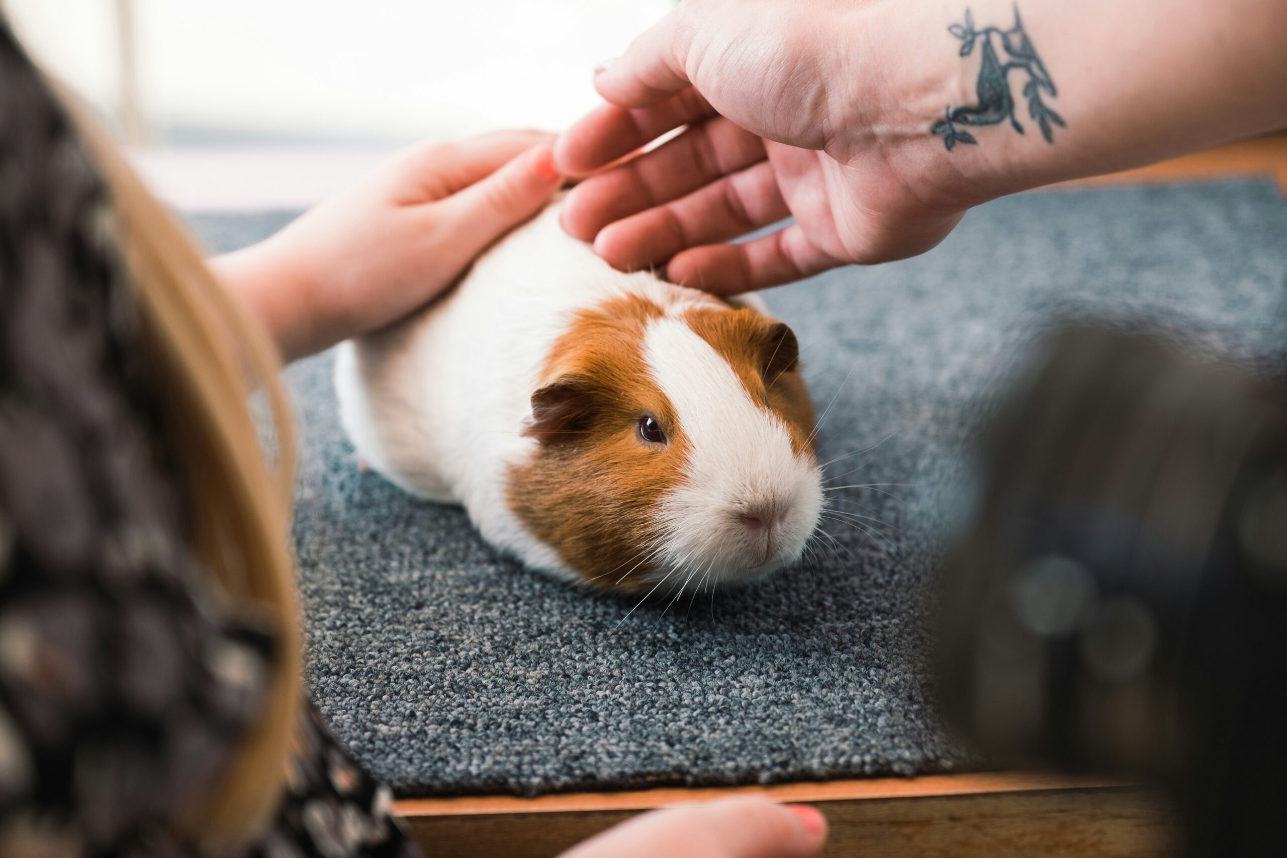 How to Socialize Your Guinea Pig with People