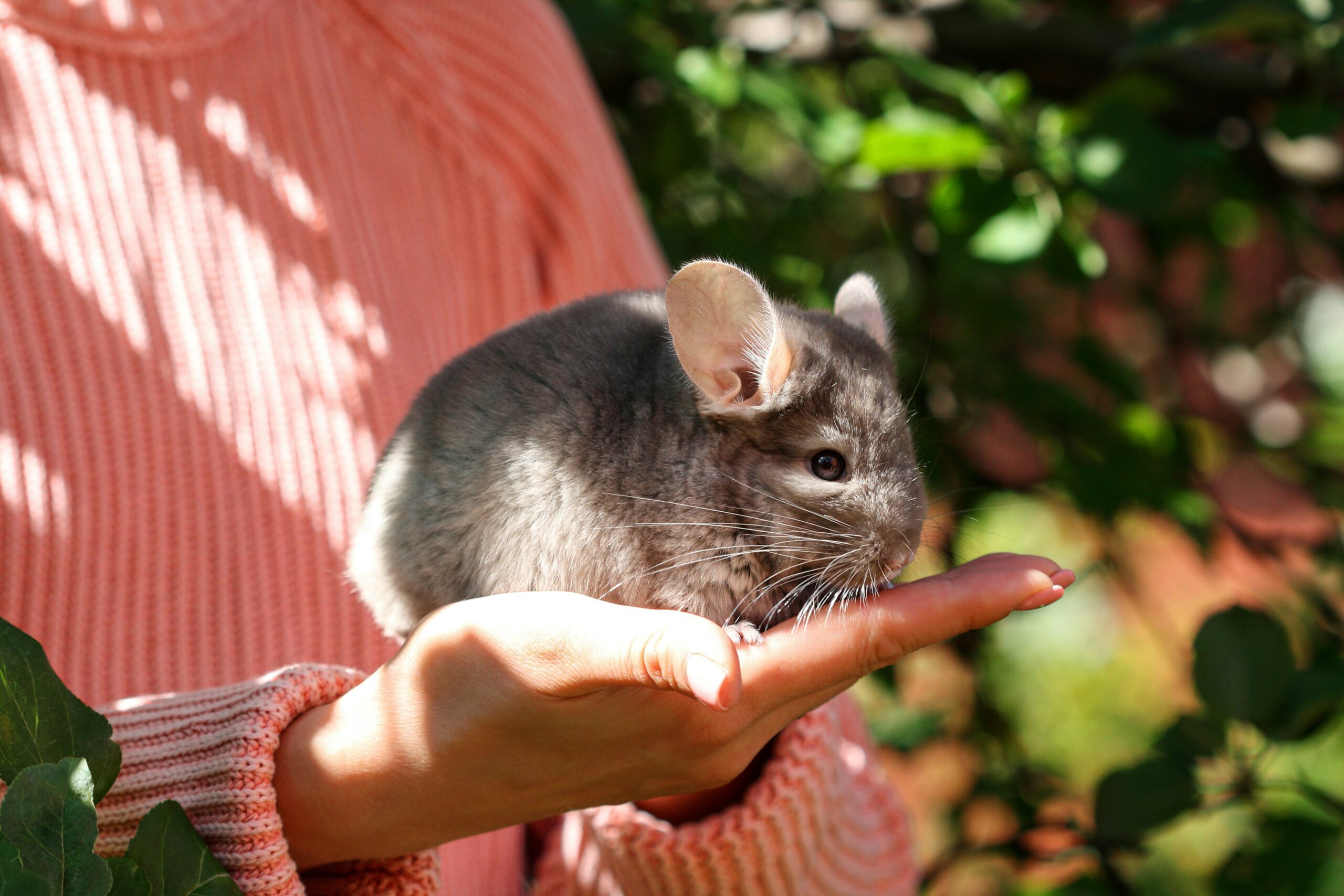 Fun Facts about Chinchillas!