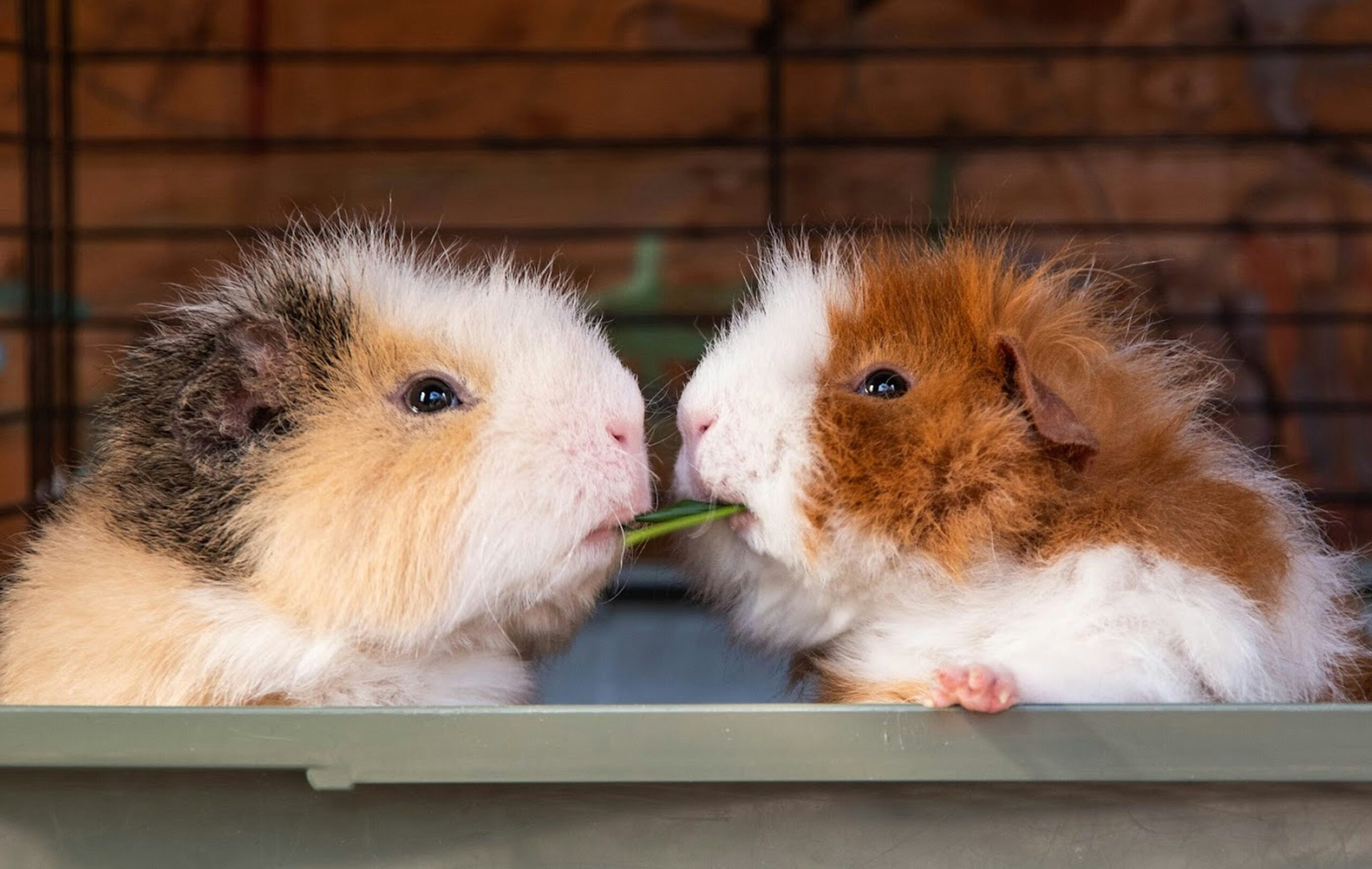 guinea pig bonding