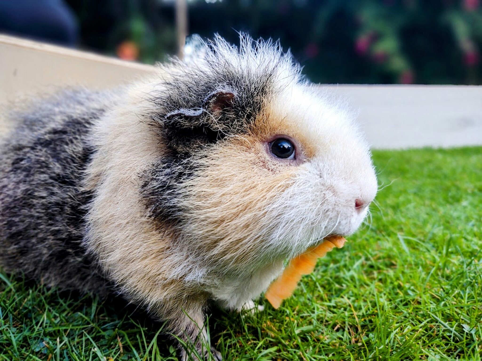 White Crested Guinea Pig - Hutch Happiness