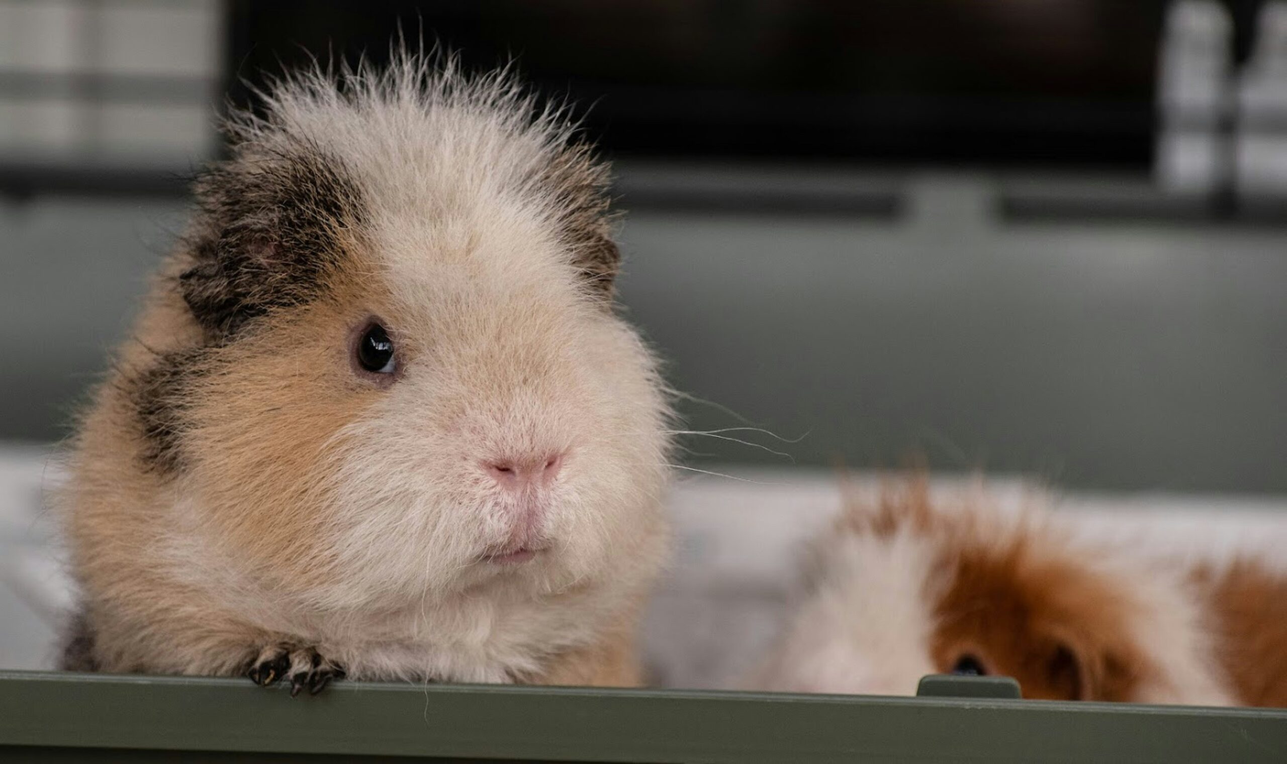 When to Wean Guinea Pigs