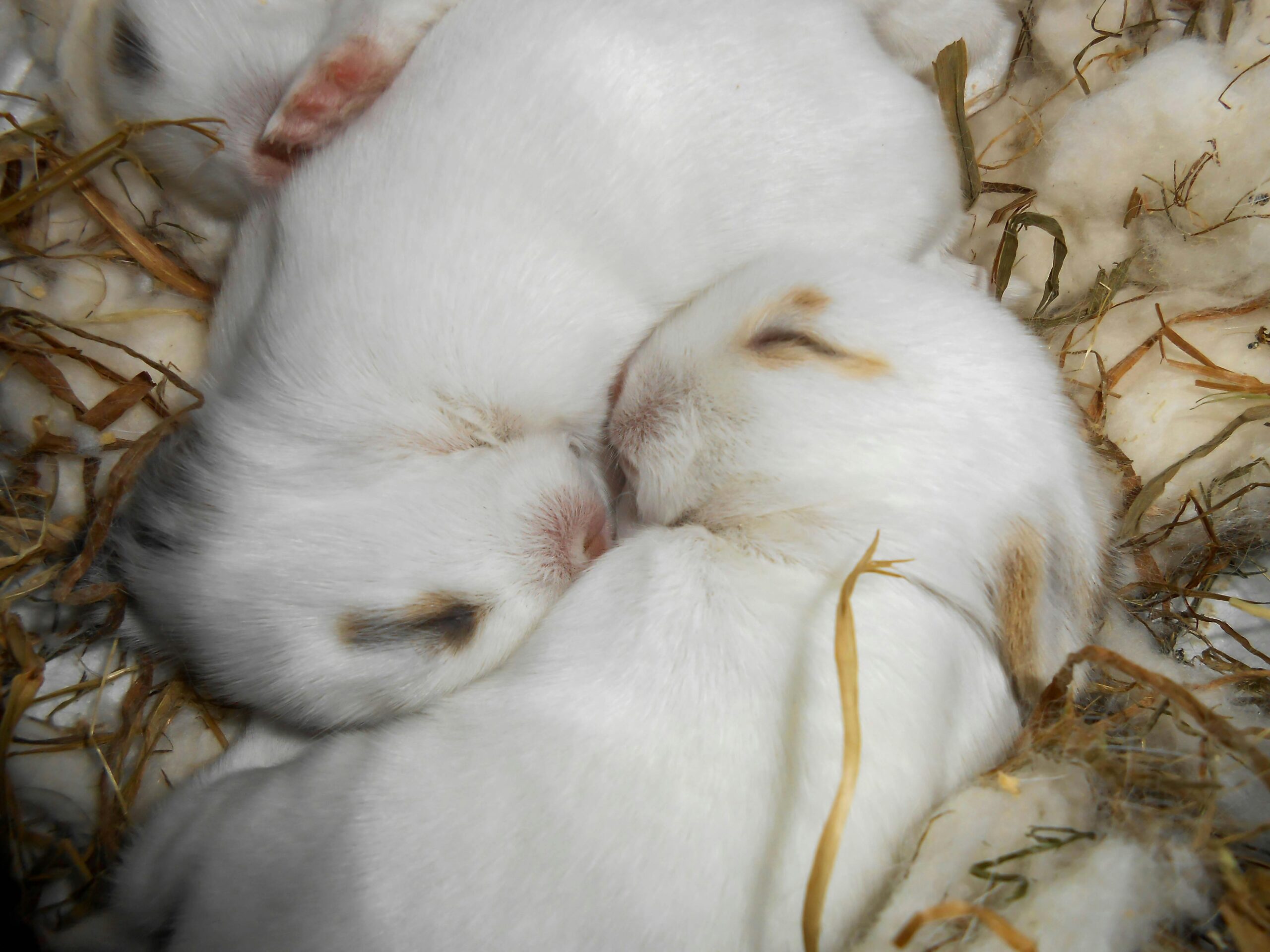 Responsible Rabbit Breeding: A Guide to Ethical Practices