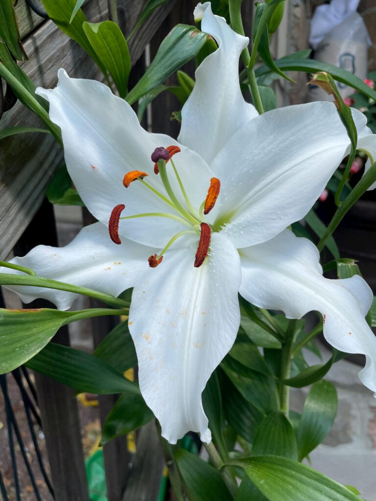 poisonous flowers rabbit