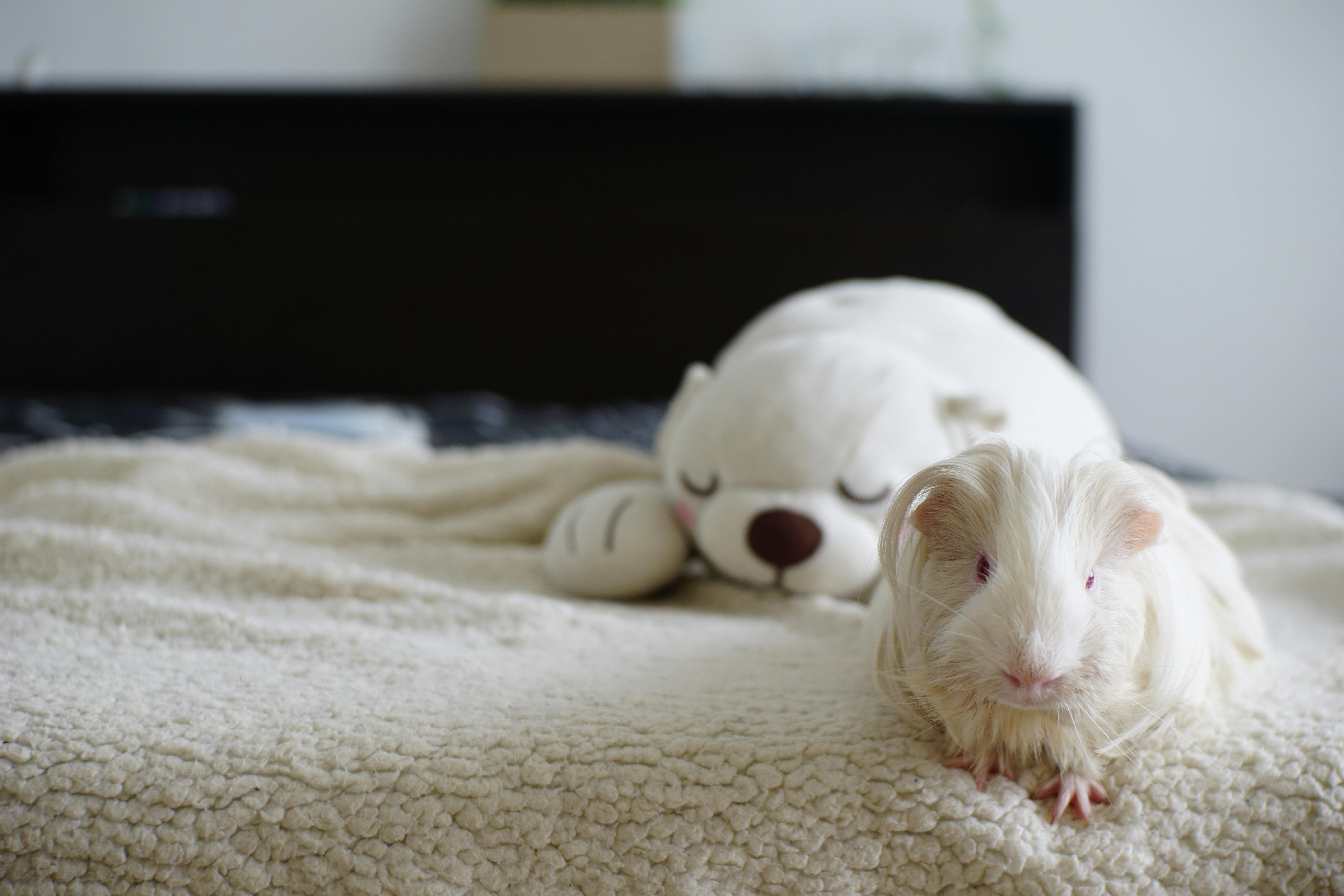 how to bathe guinea pigs